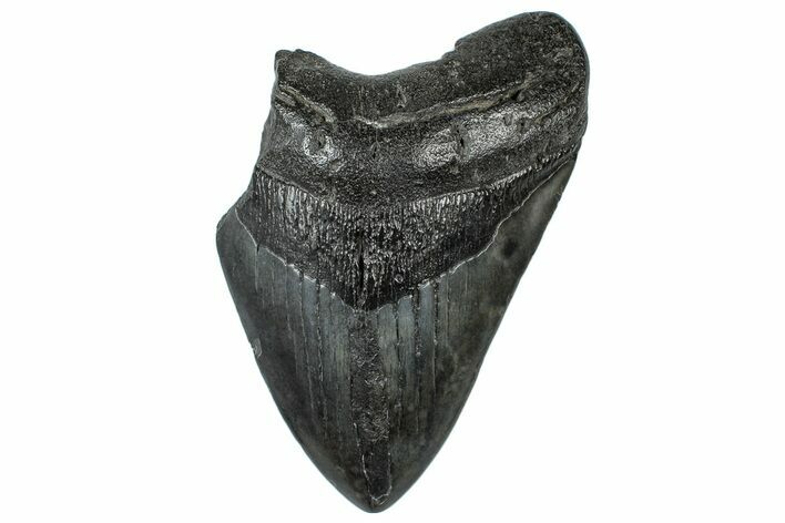 Partial Fossil Megalodon Tooth - South Carolina #300154